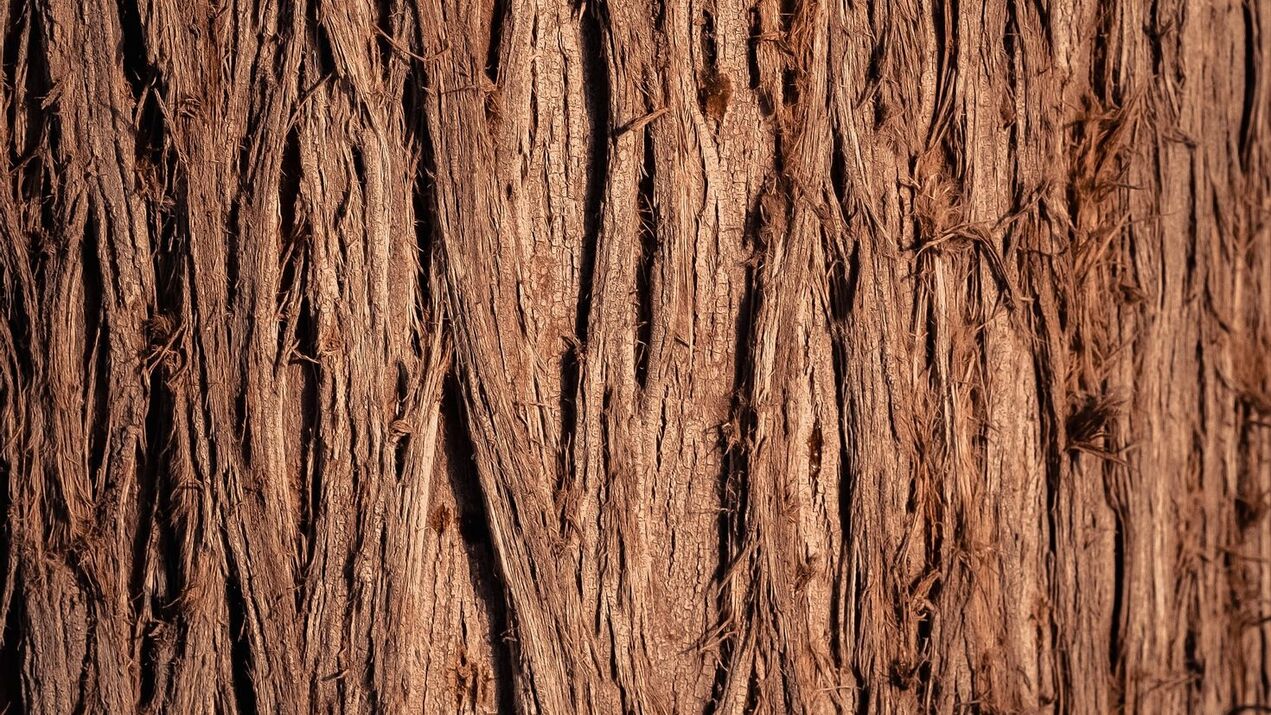 poplar bark tincture to increase potency